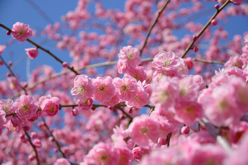 咲き乱れるピンク色の梅の花