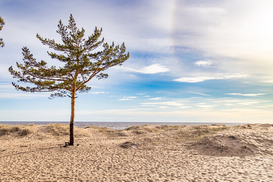 Lone pine tree standing on sandy Baltic beach with sea horizon under hazy blue sky. Windy spring day creates minimalist coastal landscape. Repino, Gulf of Finland, Russia.