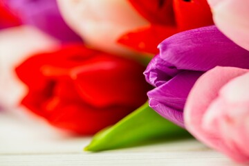 Purple, red and pink tulip blooms are resting on white wooden surface, highlighting textured petals