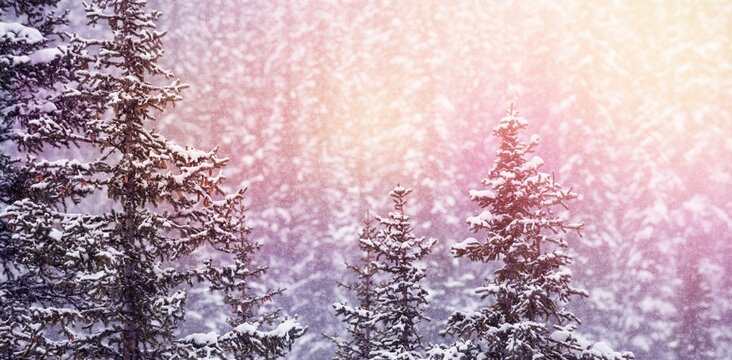Fototapeta Snow covered trees during winter