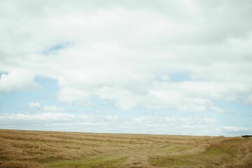 Fototapeta premium Harvested farmland is being shown in flat design scene, with golden stubble and scattered clouds
