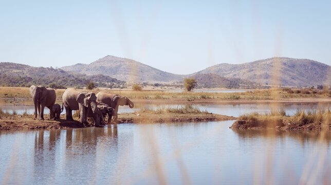 Fototapeta herd of elephants are drinking at waterhole in flat design, showing muddy bank, rolling hills
