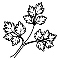 Coriander line art vector