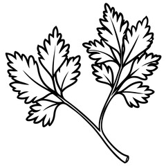 Coriander line art vector