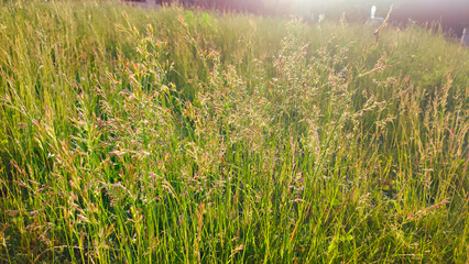 Wild flowery grass that causes allergy to some. Green grass surrounded by green nature and shining sun. Pollen of a grass plant in the light of sun