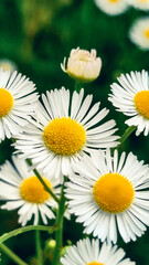 Close up of daisy flower in wild nature field. Daisy Meadow