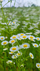 Chamomiles on sunny summer day. Wild flower. Collecting pharmacy chamomile for chamomile tea. Wild daisy flowers growing on meadow.