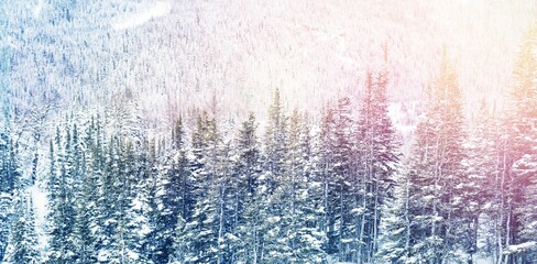 Snowy pine trees on alp mountain slope © vectorfusionart