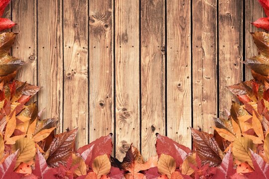 Fototapeta Displaying flat design wood plank surface bordered by colorful autumn leaves framing edges
