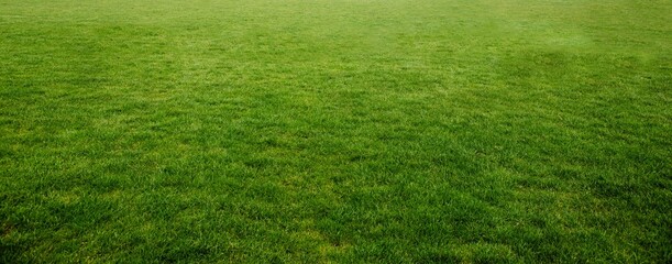 continuous grass turf is stretching across transparent background in flat design, copy space