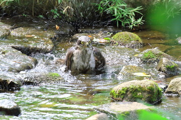 オオタカの水浴び