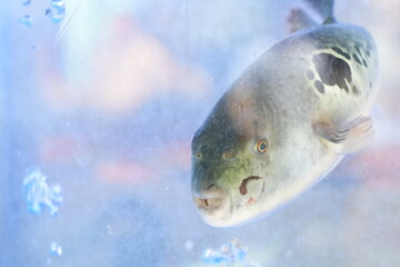 Traditional Korean Puffer Fish Soup (Bokjiri) at Surim Bokguk Restaurant in Seoul