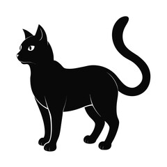 black cat isolated on white