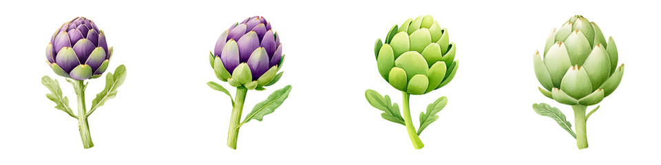 Watercolor Artichoke Collection: Purple and Green Vegetable Illustration