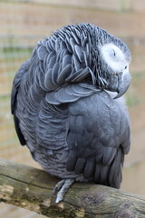Gris du Gabon