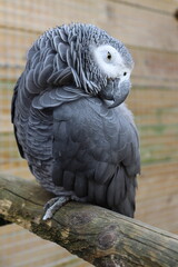 Gris du Gabon