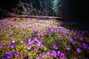 Idyllic place and magical meadow of purple crocuses covering the ground in the spring.