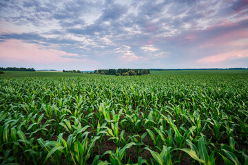 Lush verdant fields stretch across the horizon under a painted sky during twilight in the...