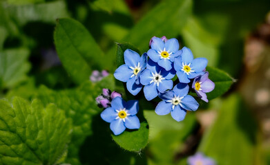 A detailed macro shot of a blooming forget-me-not (Myosotis) with vibrant blue petals and a yellow center, captured in a spring meadow.