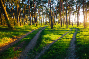 Golden rays of sunlight filters through tall pine trees, illuminating a winding path through lush green grass.