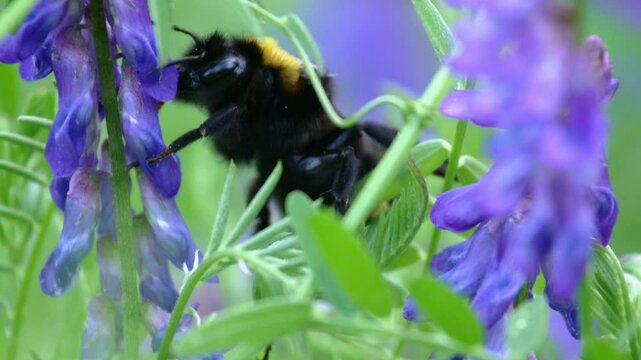 Cuckoo Bumblebee on a Purple Blossom