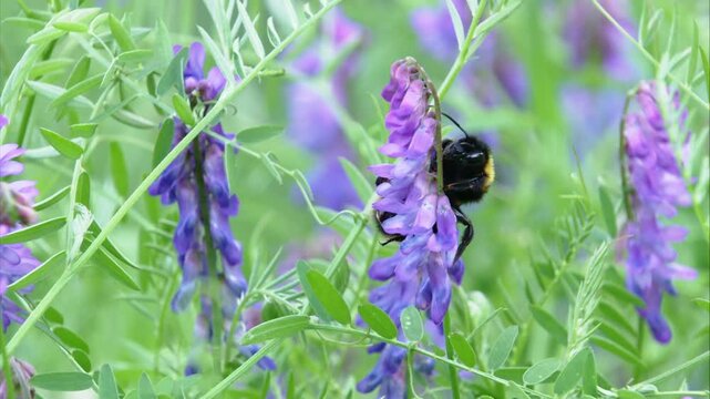Cuckoo Bumblebee on a Purple Blossom