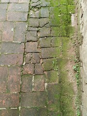 a green humidity grass on footwalk background