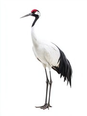 Obraz premium Crane white body, black neck, red crown stands