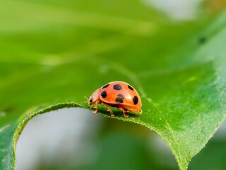 Epilachna borealis perched on a leaf