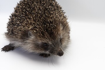European Hedgehog Close-up on White Background – Studio Wildlife Photography