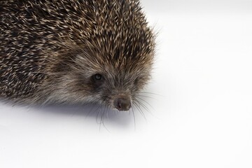 European Hedgehog Close-up on White Background – Studio Wildlife Photography
