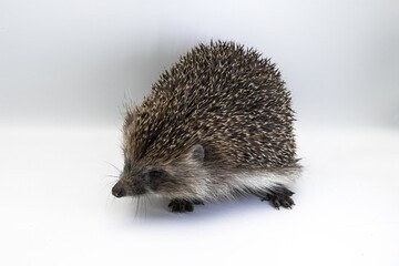 European Hedgehog Close-up on White Background – Studio Wildlife Photography