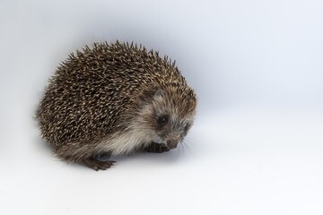 Wild hedgehog in close-up on white surface, side view animal portrait