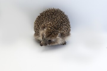 Wild hedgehog in close-up on white surface, side view animal portrait