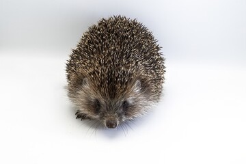 European Hedgehog Close-up on White Background – Studio Wildlife Photography