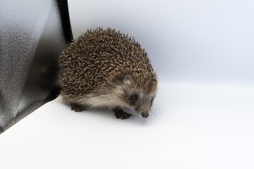 Wild hedgehog in close-up on white surface, side view animal portrait