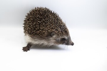 Wild hedgehog in close-up on white surface, side view animal portrait