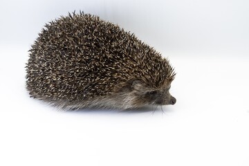 Wild hedgehog in close-up on white surface, side view animal portrait
