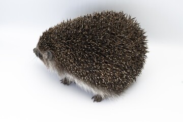 Wild hedgehog in close-up on white surface, side view animal portrait
