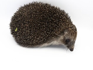 Wild hedgehog in close-up on white surface, side view animal portrait