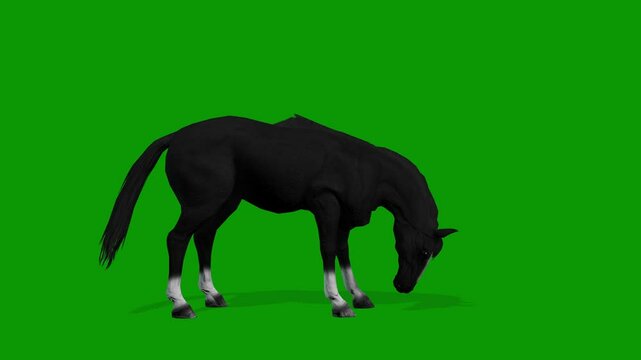Black Horse idle Scene Right On Green Screen-3D Rendering Animation