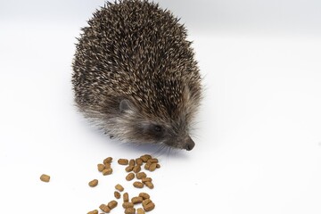 Wild hedgehog in close-up on white surface, side view animal portrait