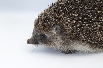European Hedgehog Close-up on White Background – Studio Wildlife Photography