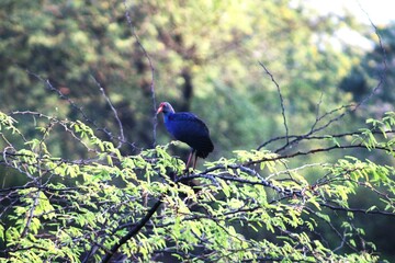 Swamphen