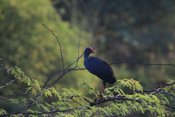 Swamphen
