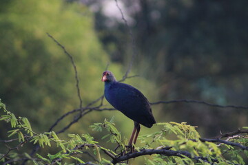 Swamphen