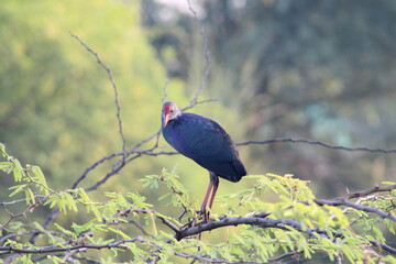 Swamphen
