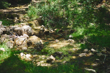 Tranquil Forest Stream Flowing Peacefully Through Nature
