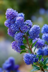 Blue ceanothus blossoming densely, vibrant petals contrasting against deep green leaves in soft natural lighting