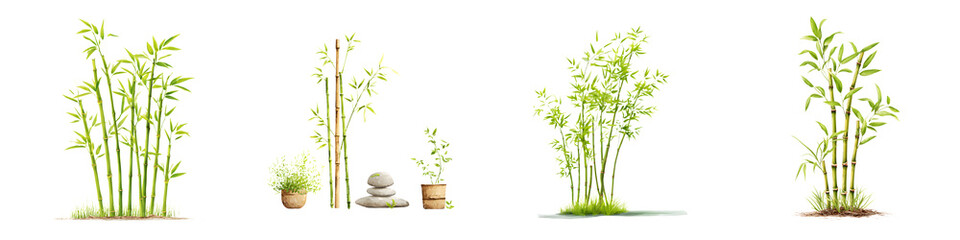 Obraz premium Green Bamboo Plant Collection: Zen Garden Elements, Isolated on White